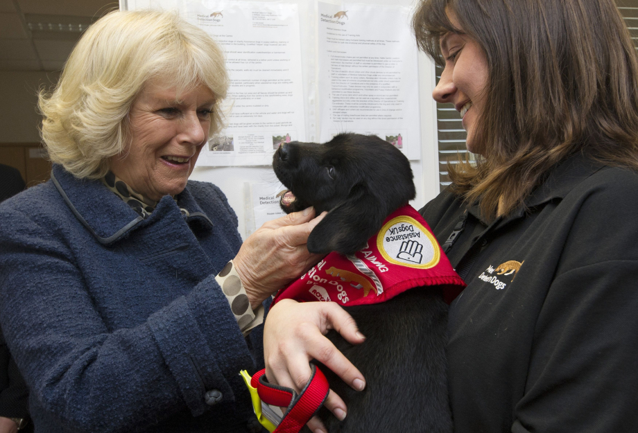 The (then) Duchess of Cornwall visits Medical Detection Dogs