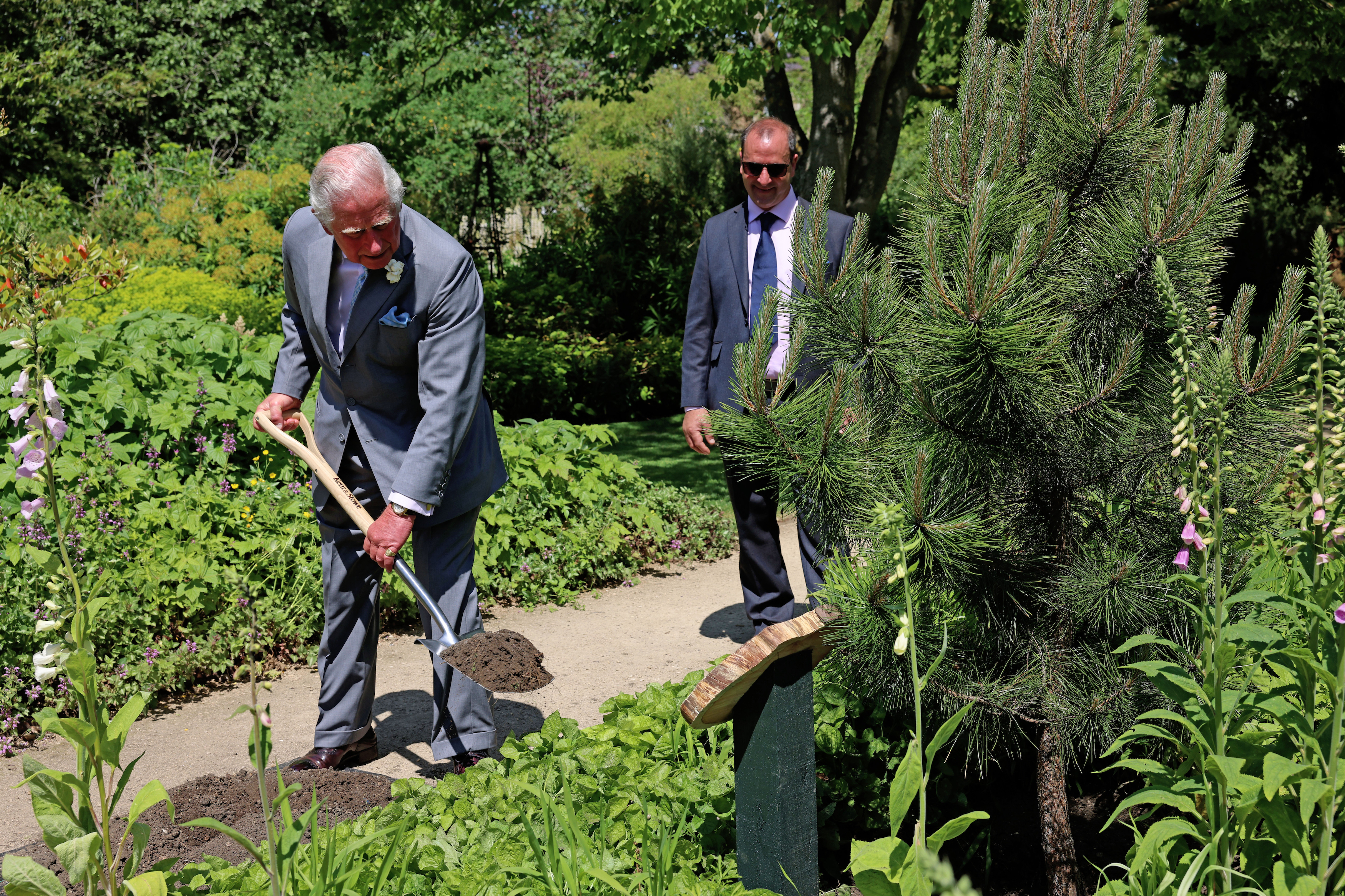 The Prince of Wales plants a black pine from a seed of the original black pine that grew in the Garden from the 1830s-2014