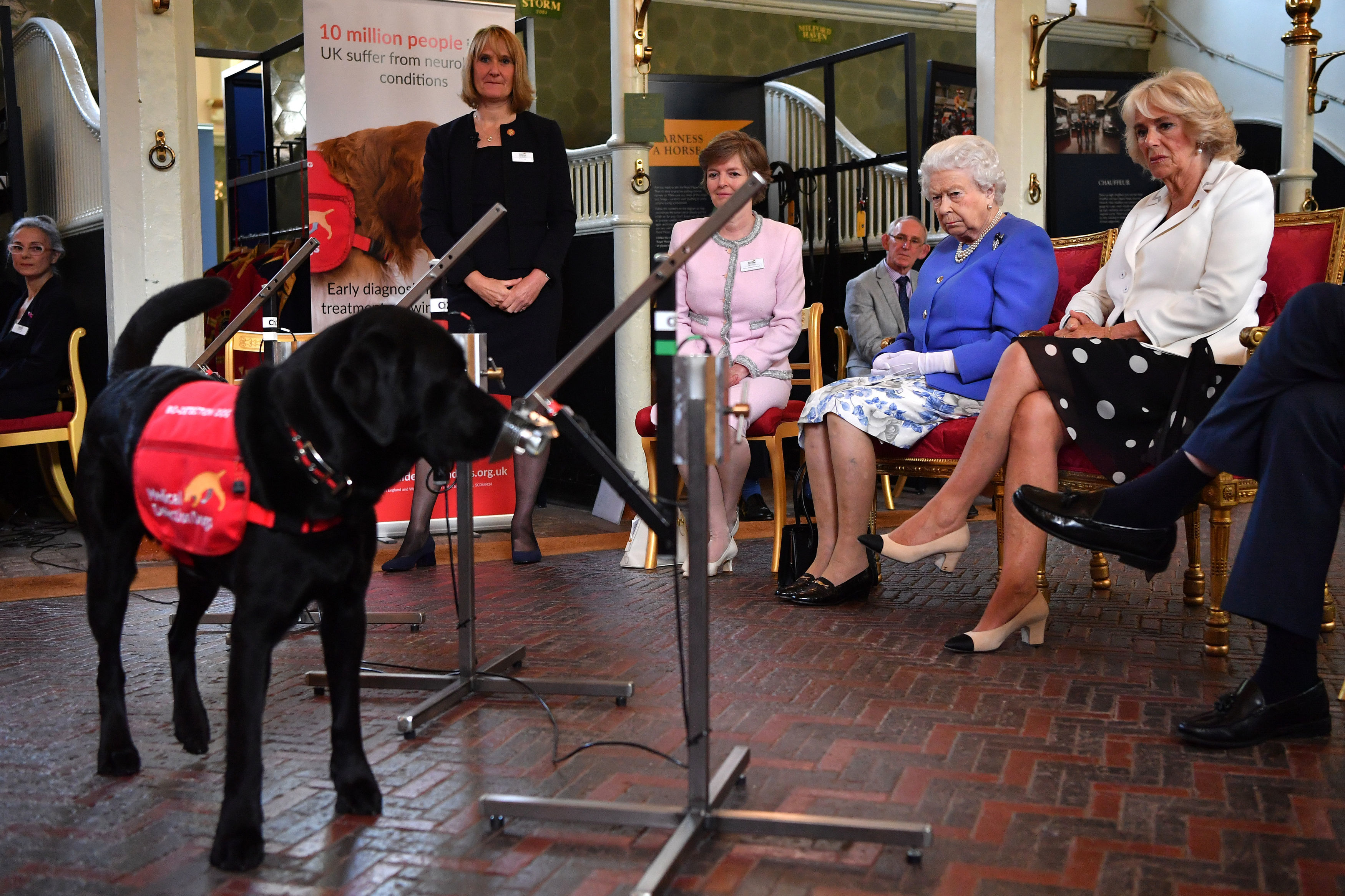 The Queen and The Duchess of Cornwall watching a medical detection dogs demo