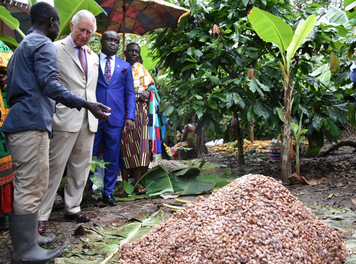 Ghana Cocoa Farm
