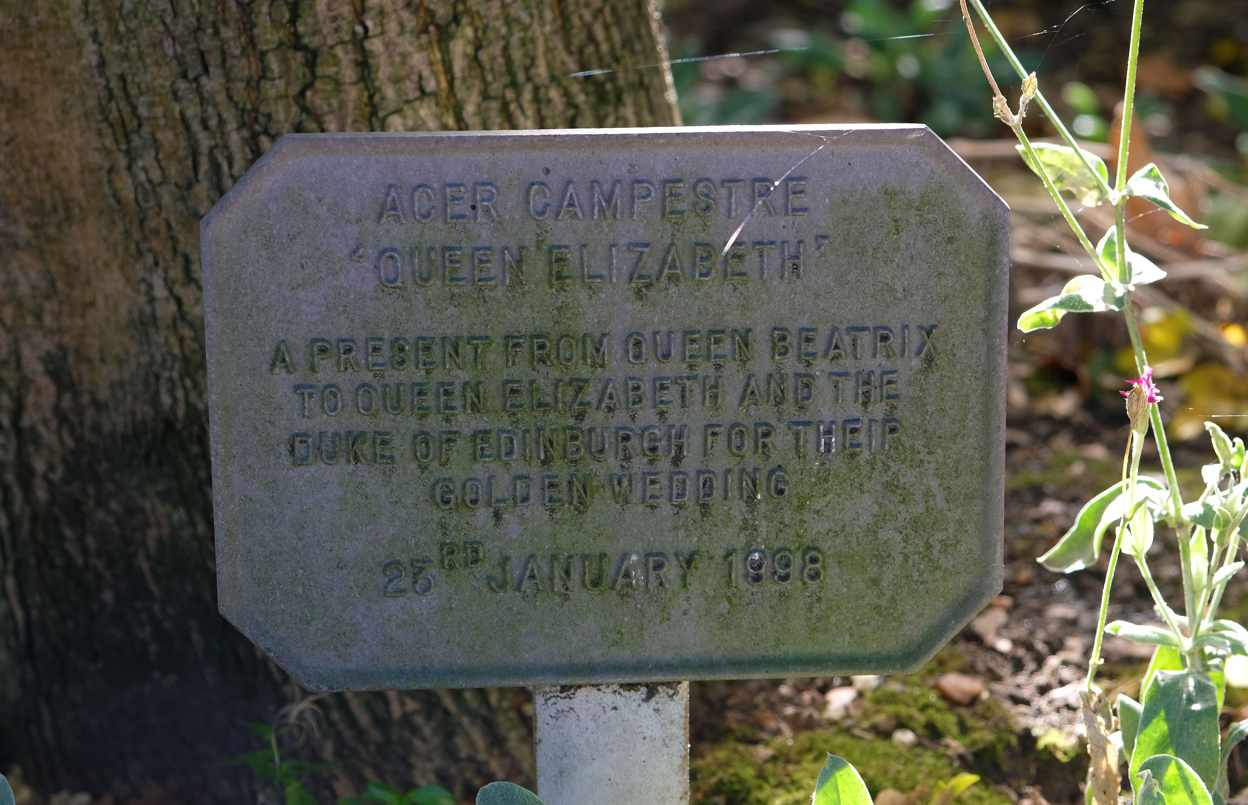 A plaque marking the tree given to The Queen and The Duke of Edinburgh's Golden Wedding Anniversary