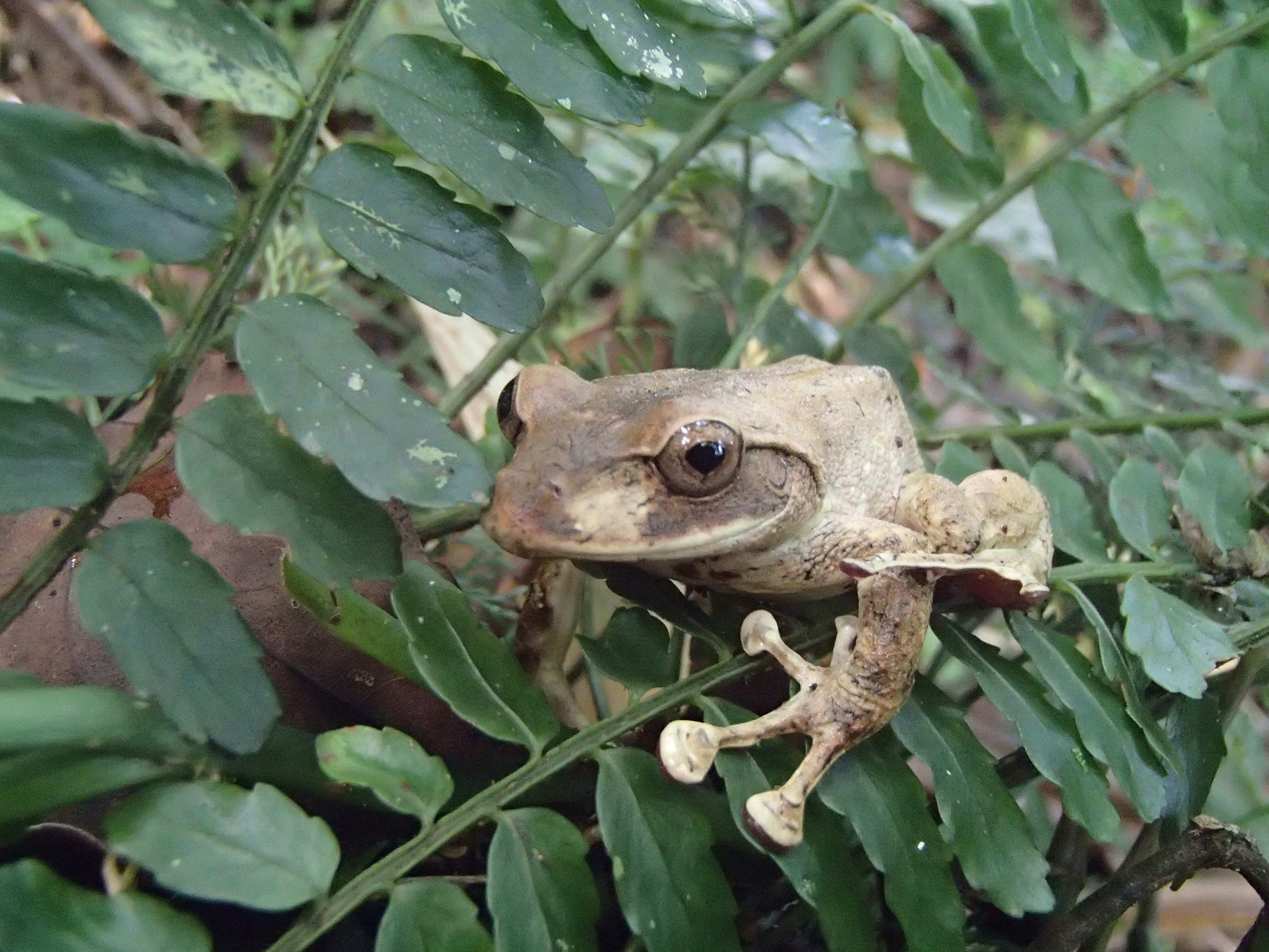 Fiji endemic tree frog