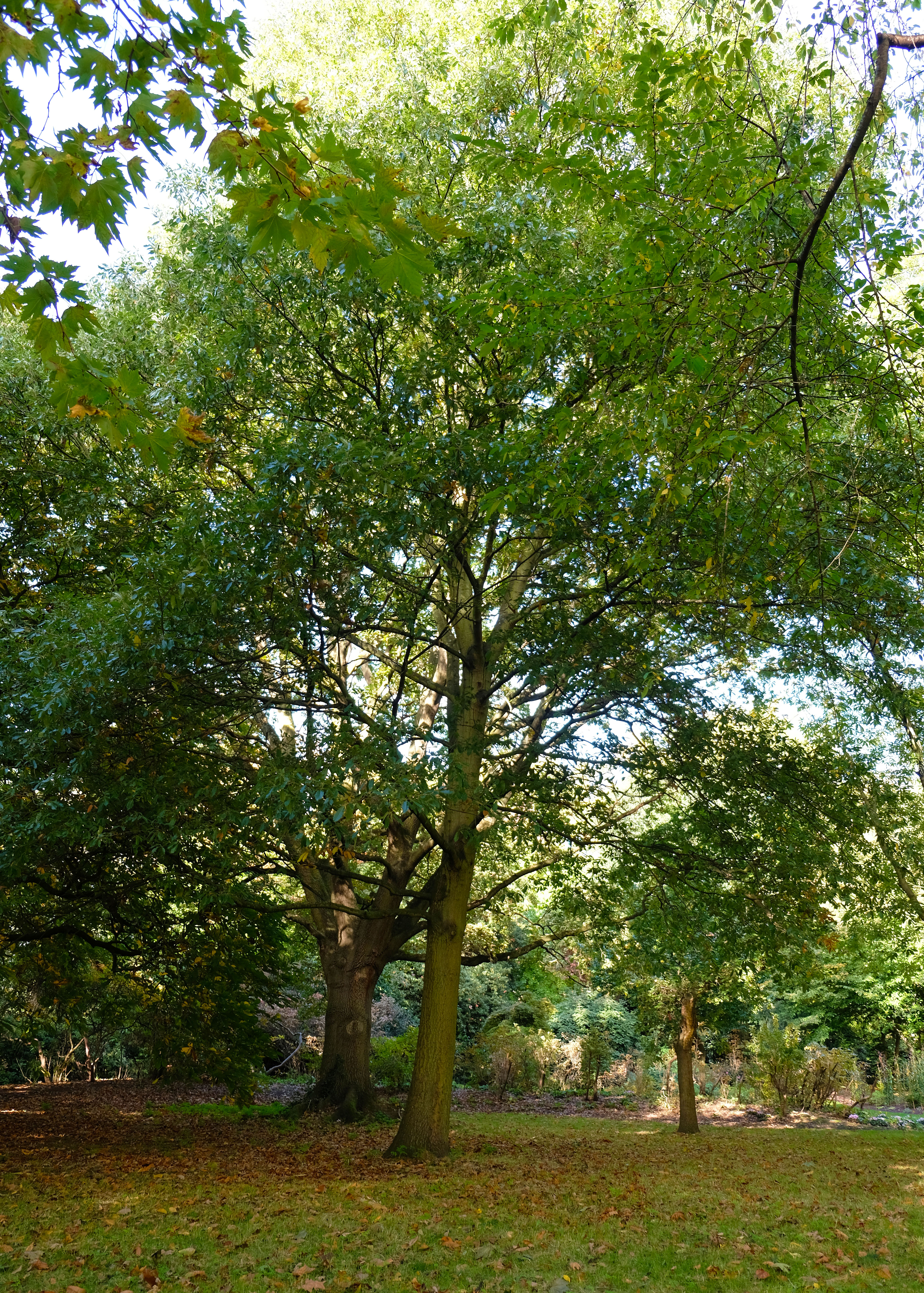 Quercus x libanerris ‘Rotterdam’ Hybrid Oak