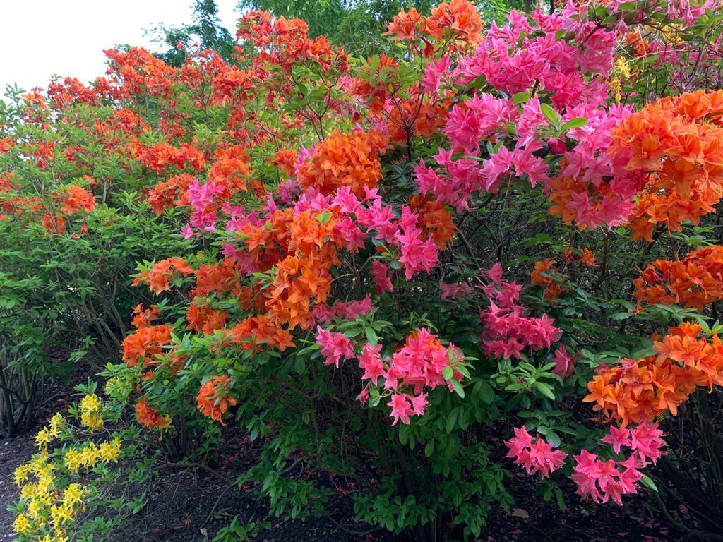 Azaleas captured by The Countess of Wessex