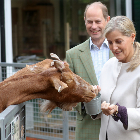The Duchess of Edinburgh feeds a goat