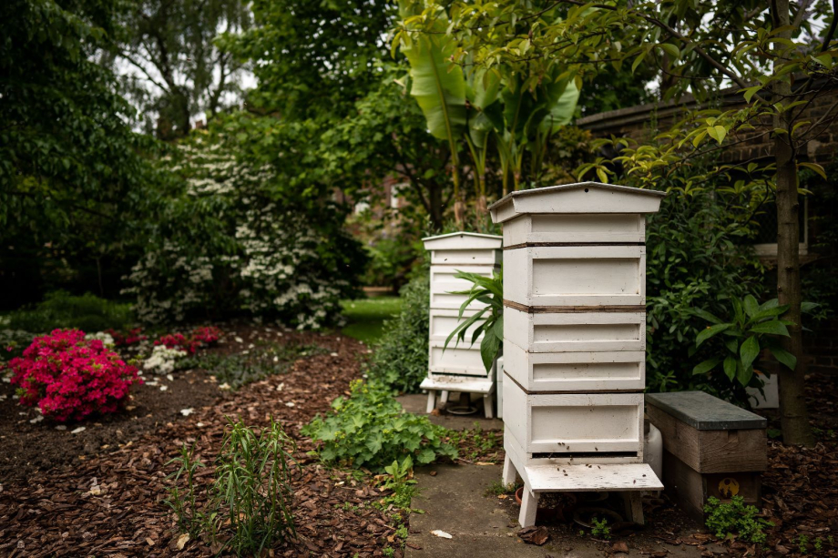 Beehives at Clarence House