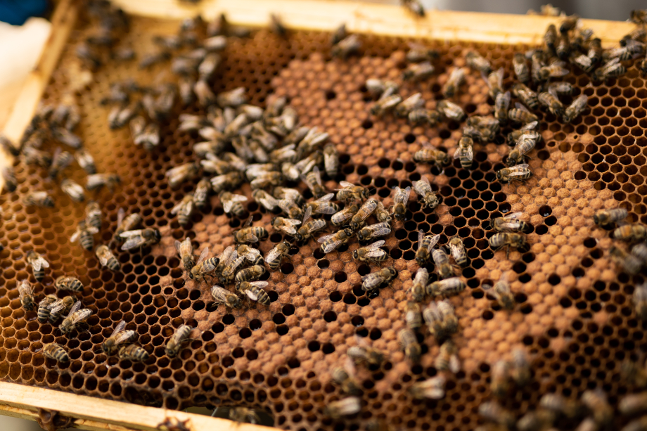 Buckingham Palace bees