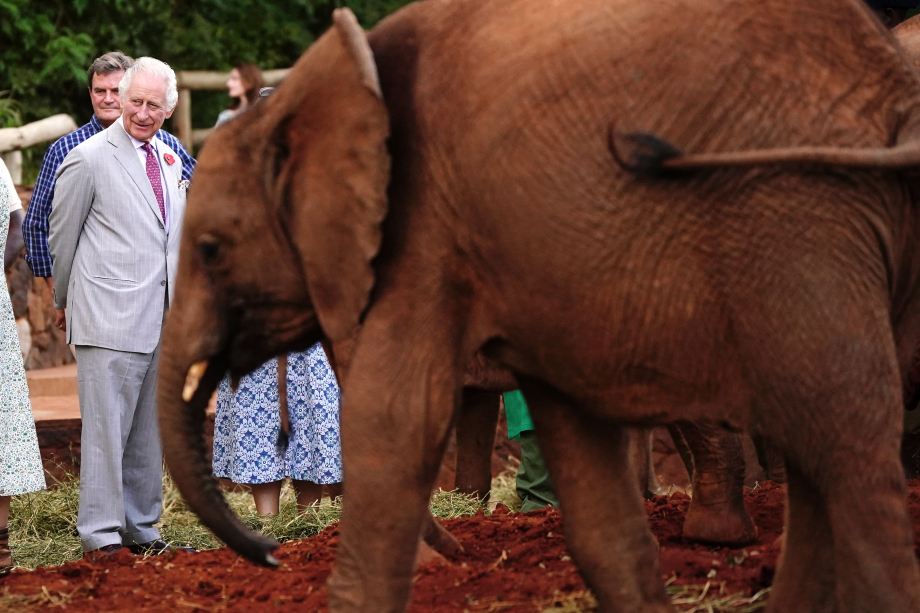 The King at Sheldrick Wildlife Trust Elephant Orphanage
