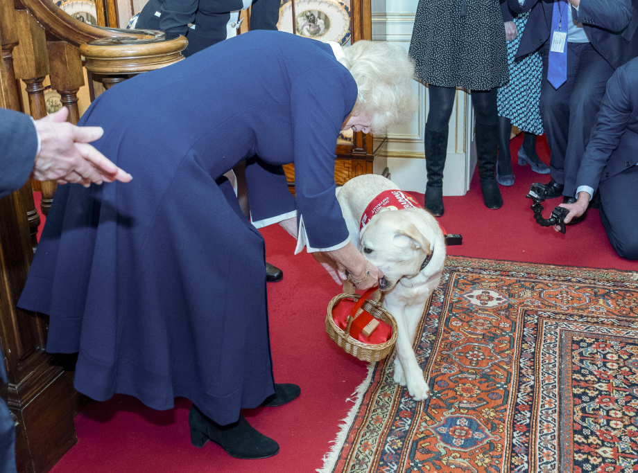 The Queen welcomes Medical Detection Dogs to Clarence House