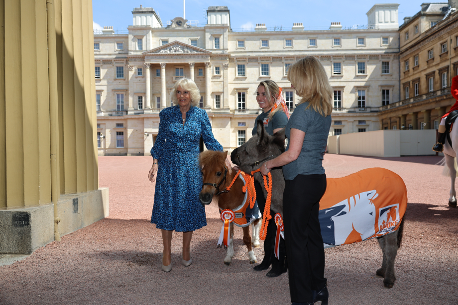 Queen Camilla as she hosts a reception at Buckingham Palace in London, to mark the 90th anniversary of Brooke, a charity dedicated to improving the lives of working horses, donkeys, and mules. 