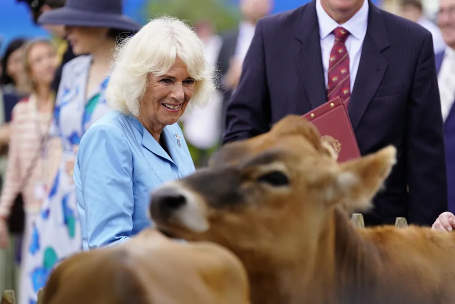 The Queen looking at Jersey cows
