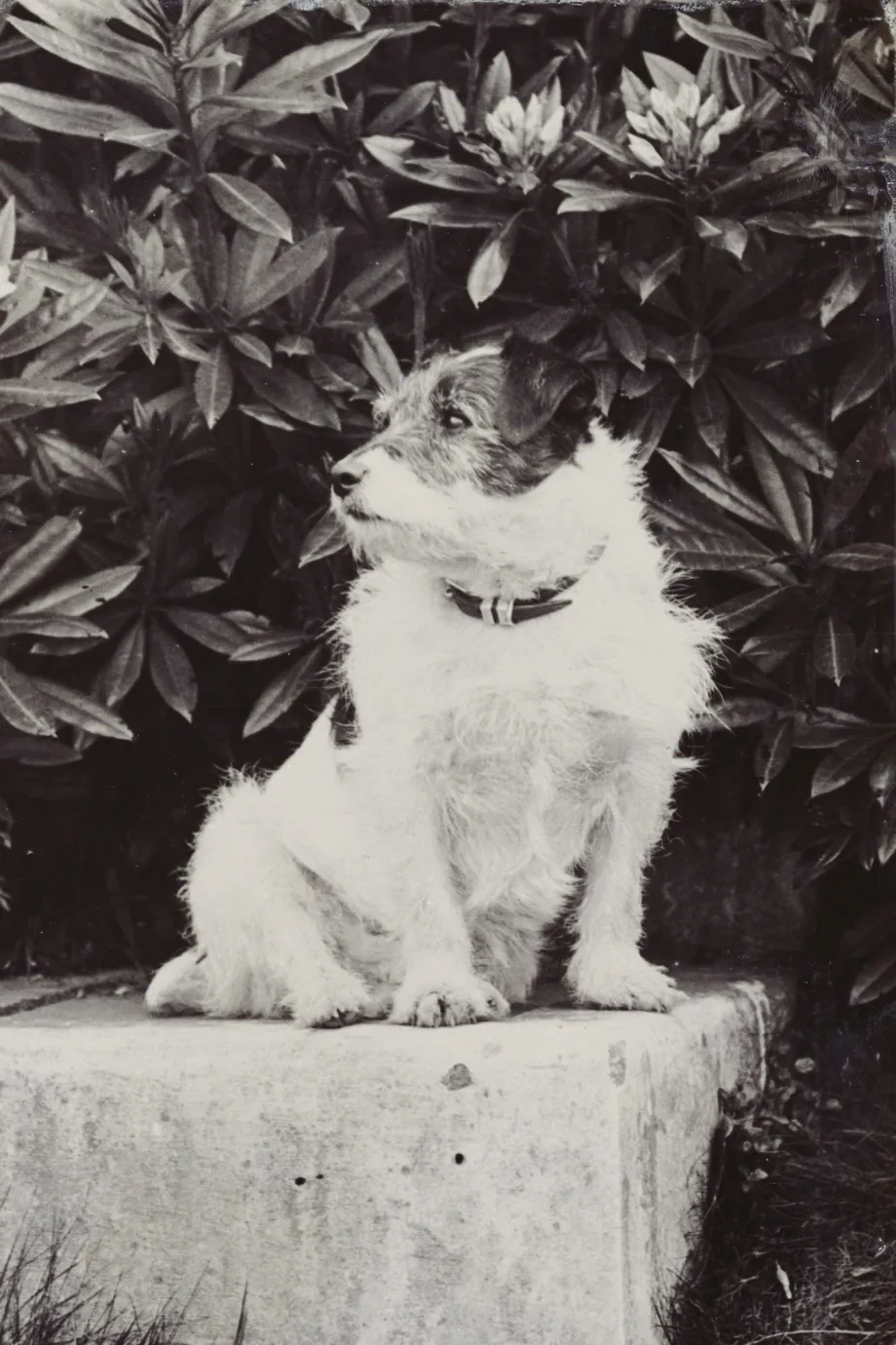 Jack the Dog