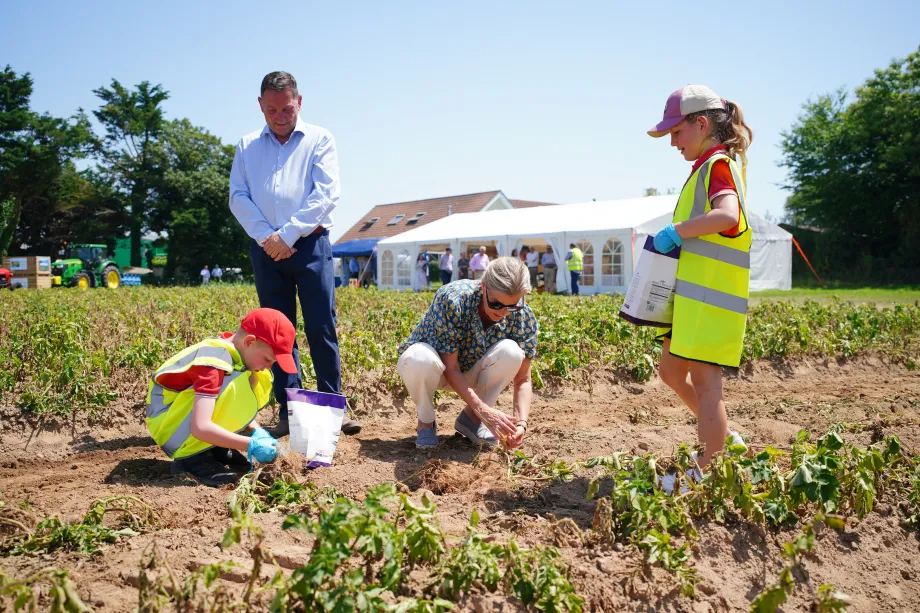 The Duchess of Edinburgh picks Jersey Royal potatoes alongside young students