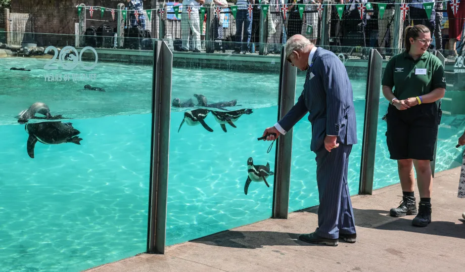 The King uses a laser pointer at Penguin Beach, London Zoo