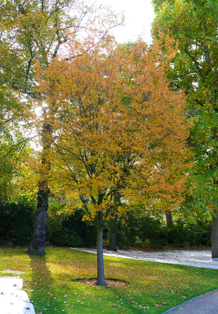 Amelanchier x grandiflora ‘Robin Hill’, Juneberry