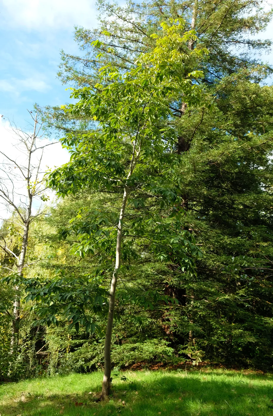Chinese Hickory Tree at Buckingham Palace