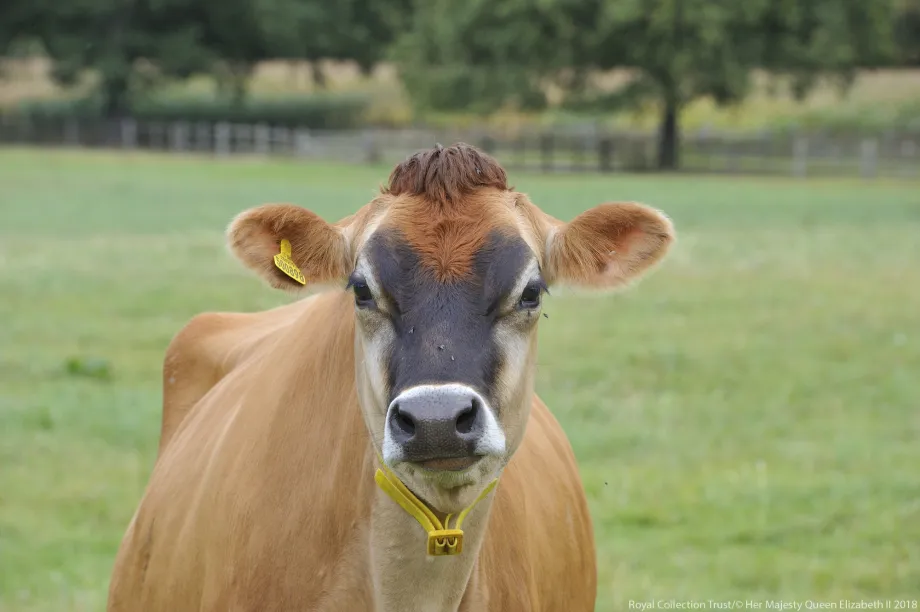 A Jersey Cow