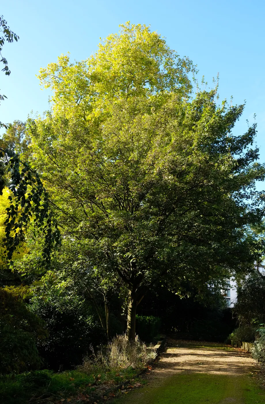 Acer campestre ‘Queen Elizabeth’, Field Maple: