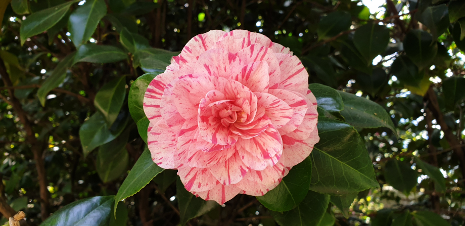 A speckled camellia
