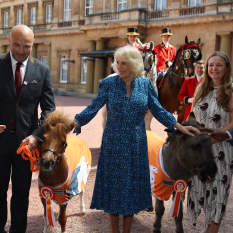 Queen Camilla poses for a group photo with guests and mini ponies as she hosts a reception at Buckingham Palace in London, to mark the 90th anniversary of Brooke, a charity dedicated to improving the lives of working horses, donkeys, and mules.