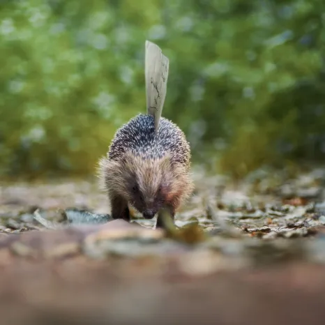 A special delivery for David Attenborough