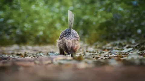 A special delivery for David Attenborough